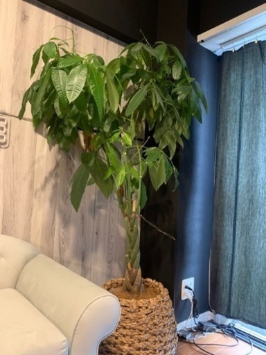 お部屋のインテリアにぴったり❗️観葉植物