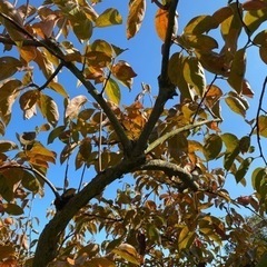 メダカ越冬用　柿の葉の画像