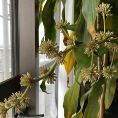 観葉植物あげます。の画像