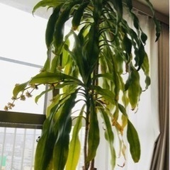 観葉植物あげます。の画像