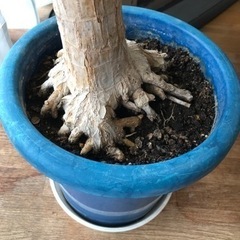 観葉植物あげます。の画像