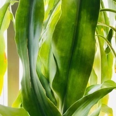 観葉植物あげます。の画像