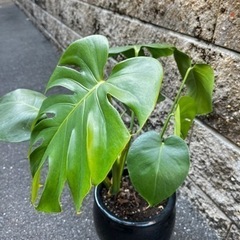 観葉植物 モンステラ 葉成長中　陶器鉢 付きの画像