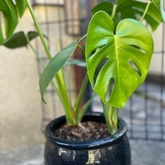 観葉植物 モンステラ 葉成長中　陶器鉢 付きの画像