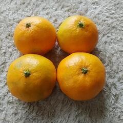 みかん🍊　1０個