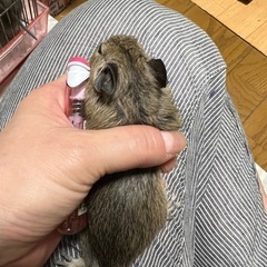 デグー ベビちゃん札幌市のみ里親募集