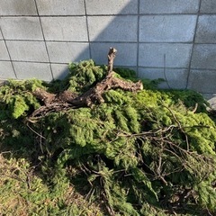 カイヅカイブキの画像
