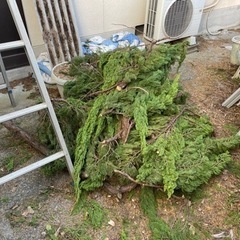 カイヅカイブキの画像