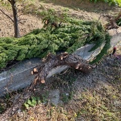 カイヅカイブキの画像