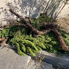 カイヅカイブキの画像