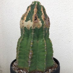 サボテン　棘無し短毛丸　古木の画像