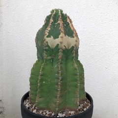 サボテン　棘無し短毛丸　古木の画像