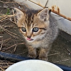 子猫ちゃん里親募集