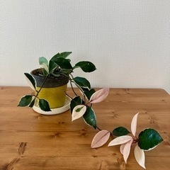 観葉植物　ホヤ