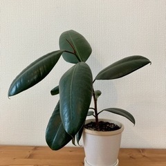 観葉植物　ゴムの木