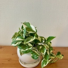 観葉植物　ポトス