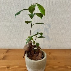 観葉植物　ガジュマル