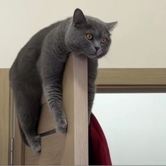 猫好きさん集まれ！