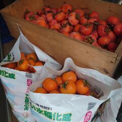 【終了です】　渋柿