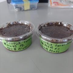 グランディスオオクワガタ