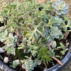 多肉植物　寄せ植え　吊り鉢付き