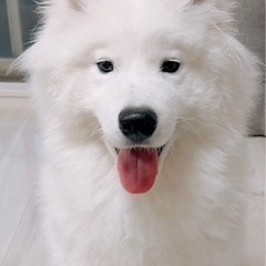 サモエド オス(去勢済) 8ヶ月  - 岐阜市