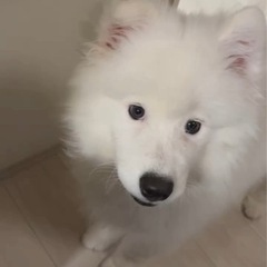サモエド オス(去勢済) 8ヶ月 