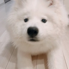 サモエド オス(去勢済) 8ヶ月  − 岐阜県