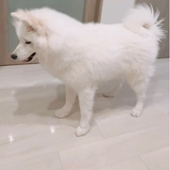 サモエド オス(去勢済) 8ヶ月  - 犬