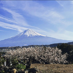 🌿 **里山の樒畑整理ボランティア募集！** 🌿