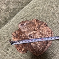 さるのこしかけの画像