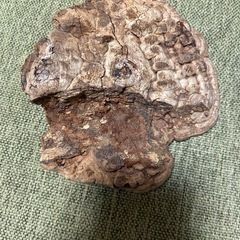 さるのこしかけの画像