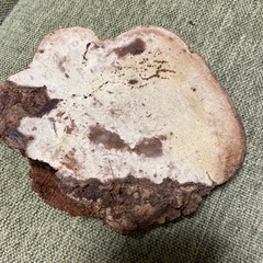 さるのこしかけの画像