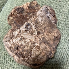 さるのこしかけの画像