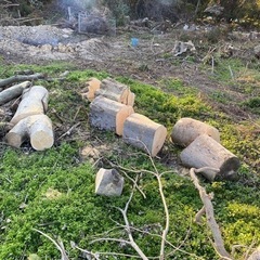 薪材料にどうぞの画像