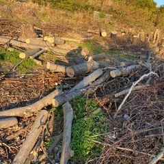薪材料にどうぞの画像