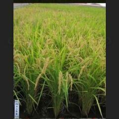 【お取引中！】令和５年産 きぬむすめ 玄米30kg
