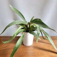 寄せ植えや観葉植物見に来ませんか？の画像