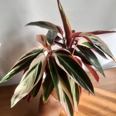 寄せ植えや観葉植物見に来ませんか？の画像
