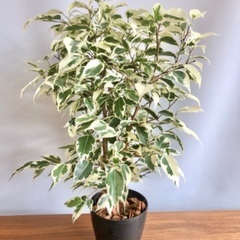 寄せ植えや観葉植物見に来ませんか？の画像