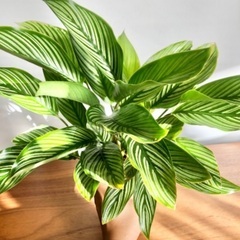 寄せ植えや観葉植物見に来ませんか？の画像