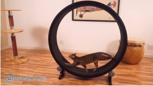 猫ちゃん　one fast cat