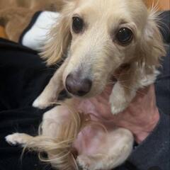 迷い犬を探してます!