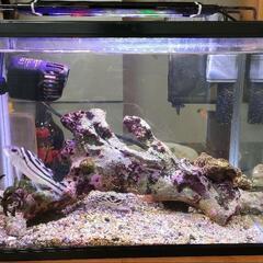 海水魚と水槽セット 引き取り限定の画像