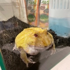 クランウェルツノガエル