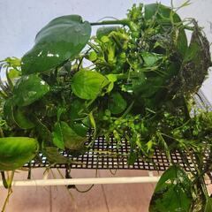 アナビアスナナの画像