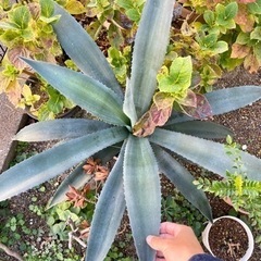 綺麗！優良大株アガベ アメリカーナ