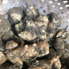 菊芋　の画像