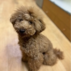 背が高いトイプードルのキー君