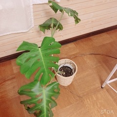 モンテスラ